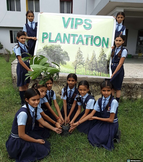 Tree Plantation